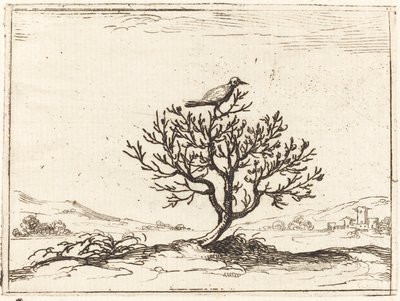 Rossignol dans un buisson - Jacques Callot