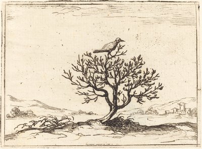 Rossignol dans un buisson, 1628 - Jacques Callot