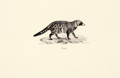 Civette africaine (Civettictis civetta) - Jacques Christophe Werner