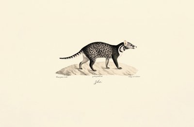 Civette africaine - Jacques Christophe Werner