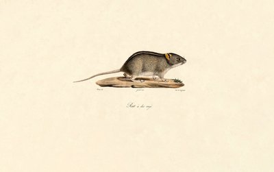 Souris africaine rayée - Jacques Christophe Werner