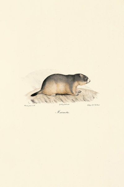 Marmotte alpine - Jacques Christophe Werner