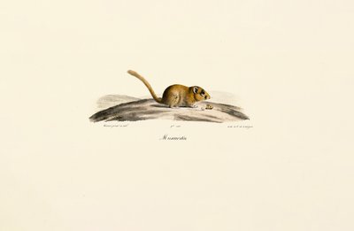 Souris sylvestre d