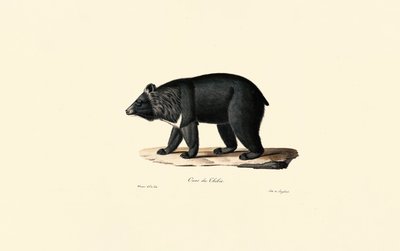 Ours noir d