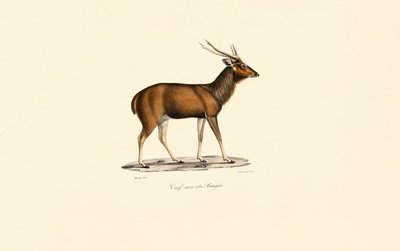 Bengal Axis Deer (Cerf noir du Bengale) - Jacques Christophe Werner