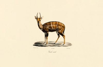 Bushbuck (mâle) - Jacques Christophe Werner