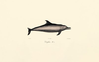 Dauphin commun (Delphinus delphis) - Jacques Christophe Werner