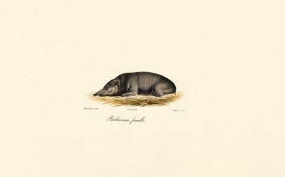Femelle Babirusa - Jacques Christophe Werner