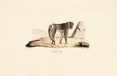 Foret femelle - Jacques Christophe Werner
