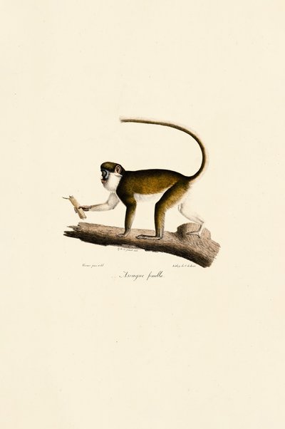 Singe à queue rouge femelle - Jacques Christophe Werner
