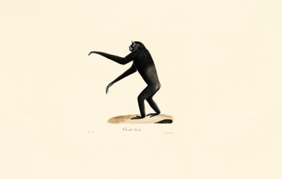 Femme Siamang - Jacques Christophe Werner