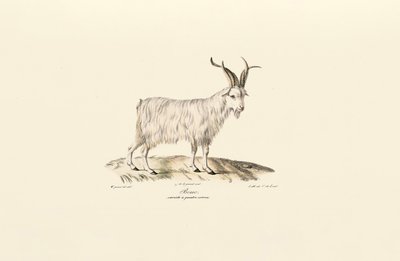 Chèvre domestique à quatre cornes - Jacques Christophe Werner
