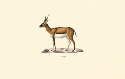 Gazelle à tête blanche - Jacques Christophe Werner