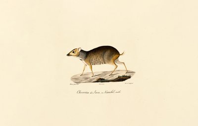 Souris de Java (mâle) - Jacques Christophe Werner