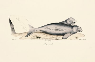 Dugong mâle - Jacques Christophe Werner