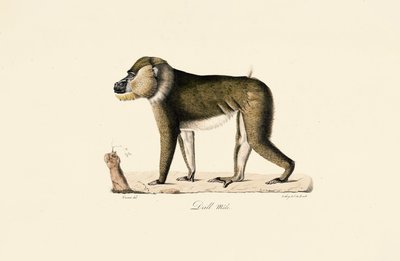 Babouin Gelada mâle - Jacques Christophe Werner