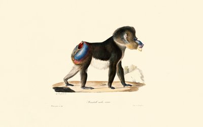 Mandrill - Jacques Christophe Werner