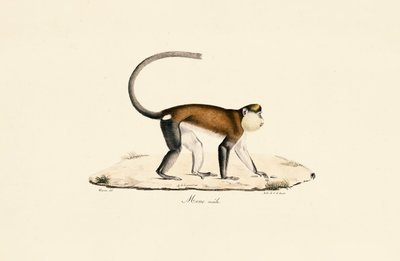 Mona Monkey - Jacques Christophe Werner