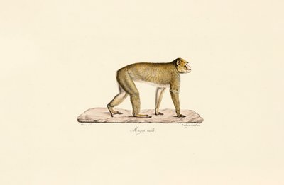 Moor Macaque (male) - Jacques Christophe Werner