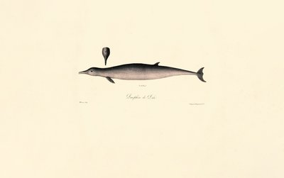 Baleine à bec commune - Jacques Christophe Werner