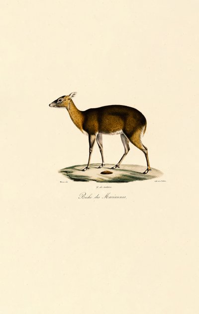 Cerf tacheté des Philippines (cerf tacheté de Visayan) - Jacques Christophe Werner