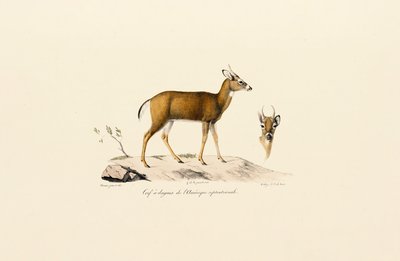 Antilope Pronghorn - Jacques Christophe Werner