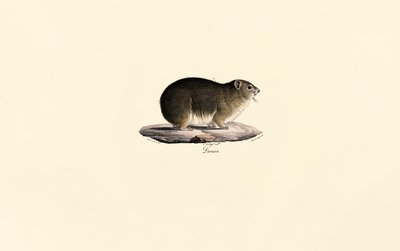 Hyrax des rochers - Jacques Christophe Werner