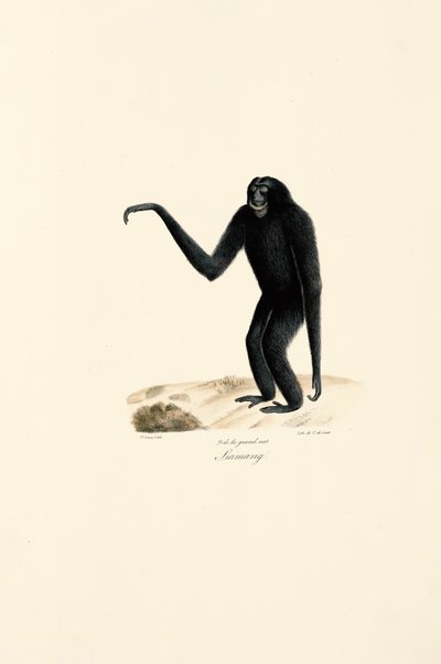 Siamang (Symphalangus syndactylus) - Jacques Christophe Werner