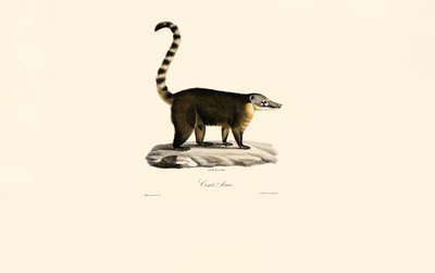 Coati d