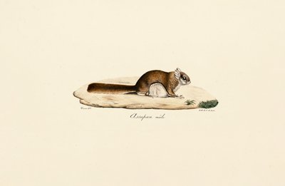 Petit polatouche (mâle) - Jacques Christophe Werner