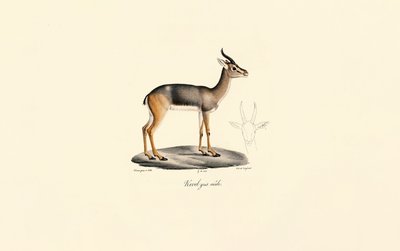 Fuligule milouin (Antilope de Révebi, mâle) - Jacques Christophe Werner