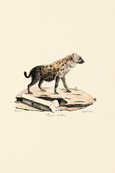 Hyène tachetée - Jacques Christophe Werner