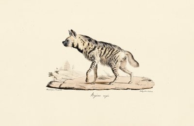 Hyène rayée - Jacques Christophe Werner