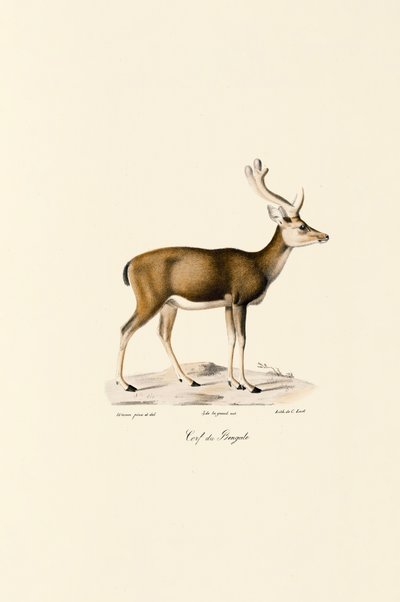 Cerf des marais - Jacques Christophe Werner