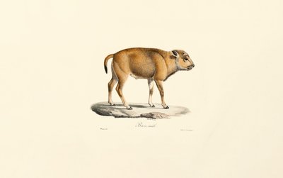 Takin (Budorcas taxicolor) - Jacques Christophe Werner