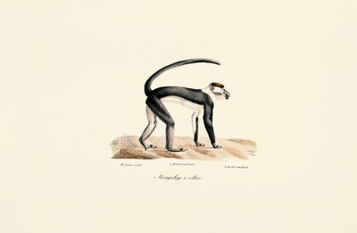 Mangabey à col blanc (Cercocebus torquatus) - Jacques Christophe Werner