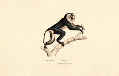Mangabey à col blanc (mâle) - Jacques Christophe Werner