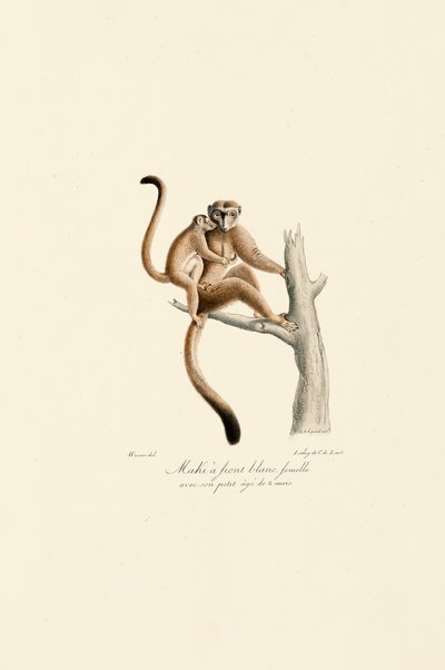 Mangabey à couronne blanche avec jeunes - Jacques Christophe Werner