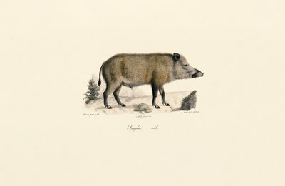 Sanglier - Jacques Christophe Werner