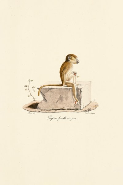 Jeune femelle babouin de Guinée - Jacques Christophe Werner