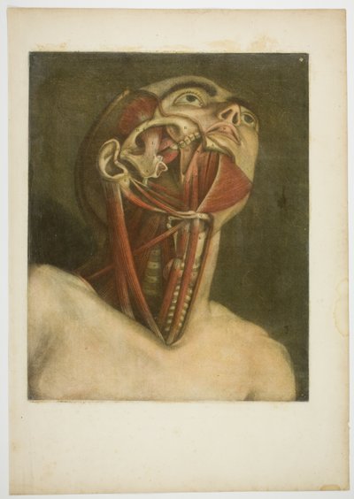 Muscles du cou, planche trois de Musculature complète en taille et couleur naturelles - Jacques Fabien Gautier d