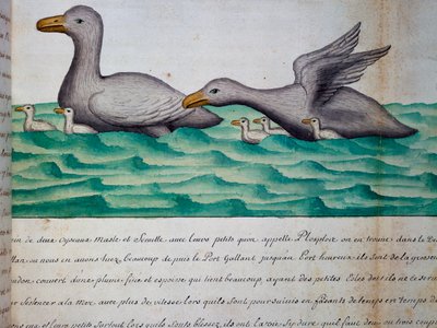 Canards appelés Ploplos, détroit de Magellan, aquarelle du journal de bord de Jacques Gouin de Beauchesne, capitaine de la Compagnie royale de la Mer du Sud, de 1698 à 1701, France - Jacques Gouin de Beauchesne