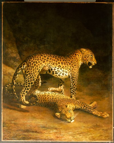 Deux léopards allongés dans l