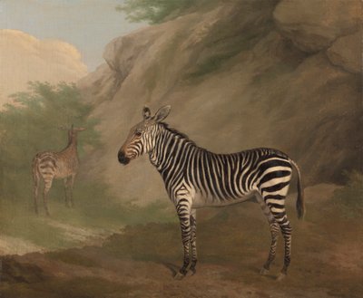 Zèbre - Jacques Laurent Agasse