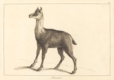 Chamois - Jacques Philippe Le Bas and Jean Eric Rehn after Jean Baptiste Oudry