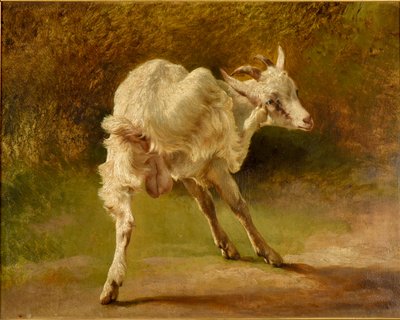 Bouc blanc se grattant la tête - Jacques Raymond Brascassat