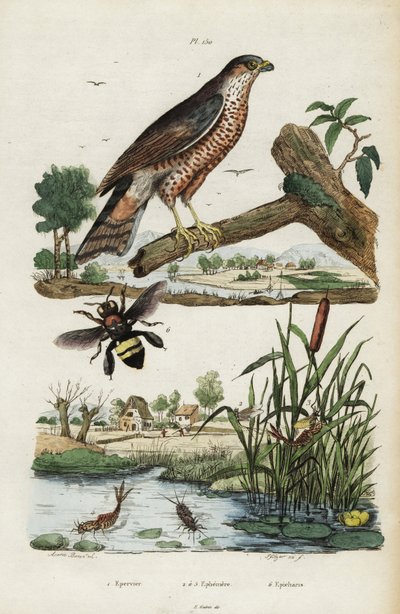 Épervier, éphémère et abeille, 1834-1839 (gravure) - Jacques Reyne Isidore Acarie Baron