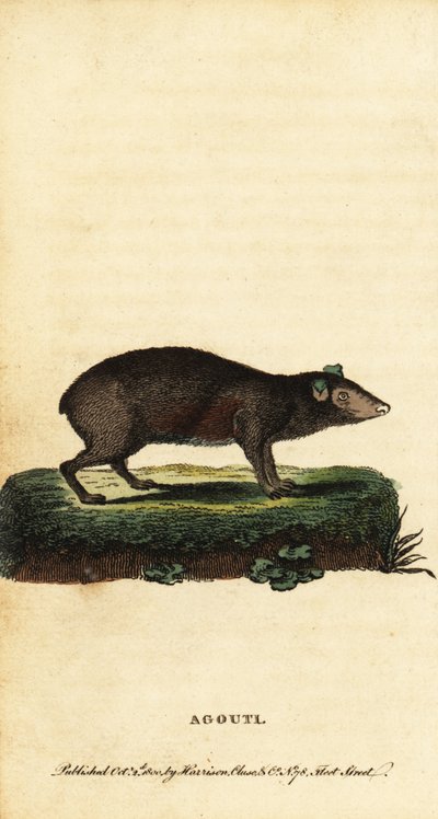 Agouti, espèces de Dasyprocta, 1800 - Jacques de Seve