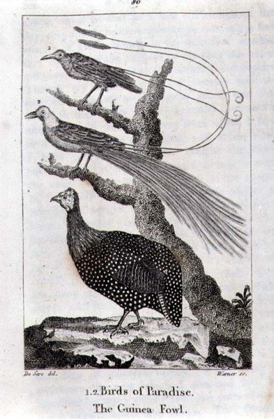 Oiseaux de paradis et une pintade, de 