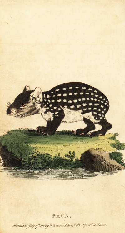 Paca des plaines ou paca tacheté, Cuniculus paca (gravure) - Jacques de Seve